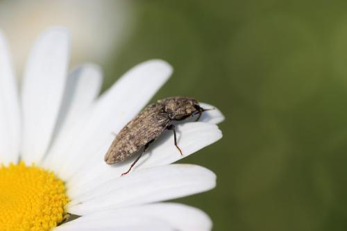 Agrypnus murinus